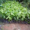 cocoa seedlings ready for planting on field during ffs